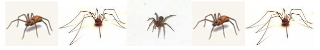Photos of spiders