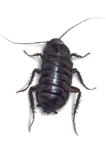 1047828697_Picture_picture_orientalcockroach1