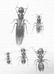 the 5 stages of  growth for carpenter ants.