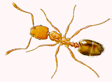 Pharroh Ants