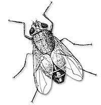 Top-Down Diagram of a cluster fly
