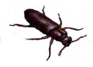 Powder Post Beetle