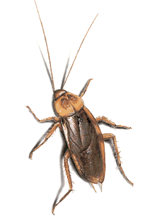 Pennsylvania Wood Roach