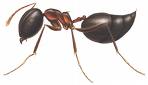 Acrobat Ant