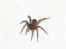 1105335841_Picture_housespider