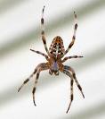 Garden Spider