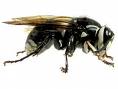 Bald Faced hornet side profile