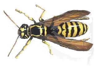A yellowjacket wasp