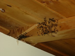 Carpenter Ant infestation