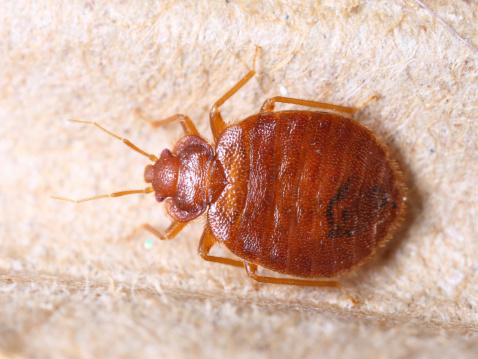 Enlarged photo of an adult bed bug.