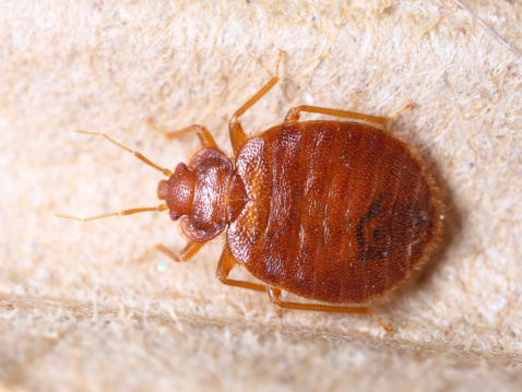 PREVENT BED BUGS WHILE TRAVELLING