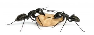 Two Carpenter ants, Camponotus vagus, carrying an egg