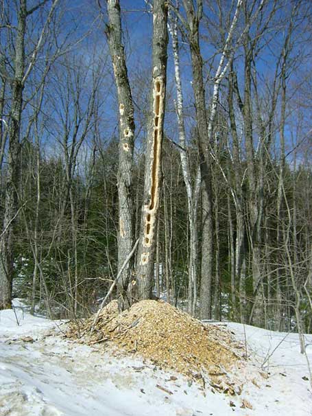 Carpenter Ant Tree Damage